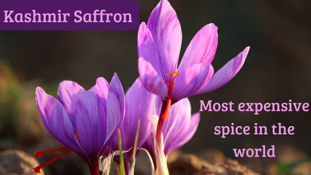 EVERYTHING YOU NEED TO KNOW ABOUT KASHMIR SAFFRON KESAR THE MOST